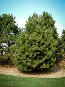 Сосна Чёрная (Pinus Nigra) купить по цене от 270.00р. в интернет-магазине «Посадика» с доставкой почтой в в Зеленодольске и по всей России – [изображение №1].