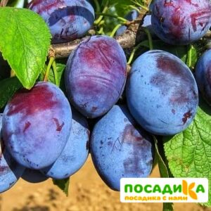 Слива Чачакская ранняя купить по цене от 229.00р. в интернет-магазине «Посадика» с доставкой почтой в в Зеленодольске и по всей России – [изображение №1].