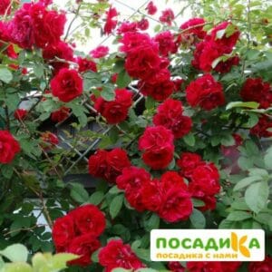 Роза плетистая Амадеус купить по цене от 399.00р. в интернет-магазине «Посадика» с доставкой почтой в в Зеленодольске и по всей России – [изображение №1].
