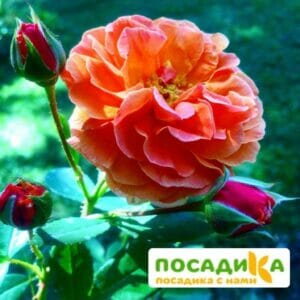 Роза Арабия купить по цене от 350.00р. в интернет-магазине «Посадика» с доставкой почтой в в Зеленодольске и по всей России – [изображение №1].