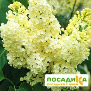 Сирень Примроуз (Primrose) купить по цене от 529.00р. в интернет-магазине «Посадика» с доставкой почтой в в Зеленодольске и по всей России – [изображение №1].