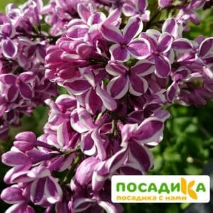 Сирень Сенсация купить по цене от 529.00р. в интернет-магазине «Посадика» с доставкой почтой в в Зеленодольске и по всей России – [изображение №1].