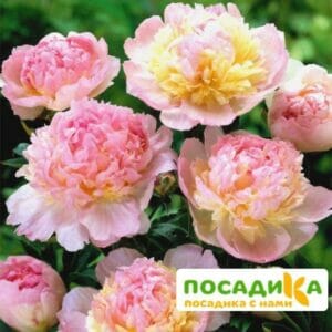 Пион Распберри Сандей (Paeonia Raspberry Sundae) купить по цене от 959р. в интернет-магазине «Посадика» с доставкой почтой в в Зеленодольске и по всей России – [изображение №1].