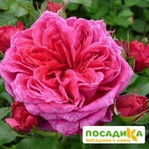 Шраб Роза Соул купить по цене от 390.00р. в интернет-магазине «Посадика» с доставкой почтой в в Зеленодольске и по всей России – [изображение №1].