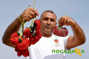 Клубника Гигант Джорнея купить по цене от 266р. в интернет-магазине «Посадика» с доставкой почтой в в Зеленодольске и по всей России – [изображение №1].