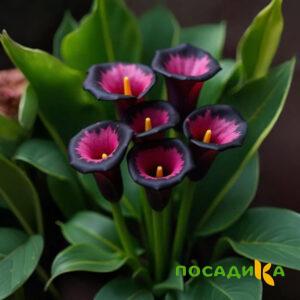 Калла Аура Лейс купить по цене от 400р. в интернет-магазине «Посадика» с доставкой почтой в в Зеленодольске и по всей России – [изображение №1].