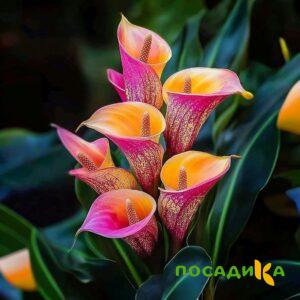 Калла Оникс купить по цене от 450р. в интернет-магазине «Посадика» с доставкой почтой в в Зеленодольске и по всей России – [изображение №1].