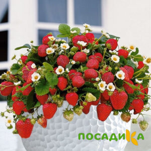 Клубника Рубиновый Шепот (горшечная) купить по цене от 240р. в интернет-магазине «Посадика» с доставкой почтой в в Зеленодольске и по всей России – [изображение №1].