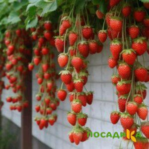 Клубника вьющаяся Комплимент купить по цене от 470р. в интернет-магазине «Посадика» с доставкой почтой в в Зеленодольске и по всей России – [изображение №1].