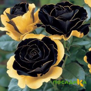 Роза Ханни Сикл купить по цене от 700р. в интернет-магазине «Посадика» с доставкой почтой в в Зеленодольске и по всей России – [изображение №1].