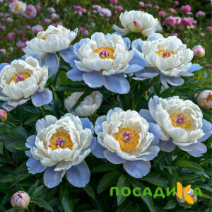 Пион акварельный Этюд купить по цене от 806р. в интернет-магазине «Посадика» с доставкой почтой в в Зеленодольске и по всей России – [изображение №1].