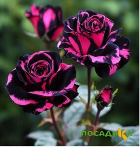Роза Багровый Шепот купить по цене от 366р. в интернет-магазине «Посадика» с доставкой почтой в в Зеленодольске и по всей России – [изображение №1].