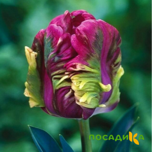 Тюльпан Экзотик Хэвен купить по цене от 186р. в интернет-магазине «Посадика» с доставкой почтой в в Зеленодольске и по всей России – [изображение №1].