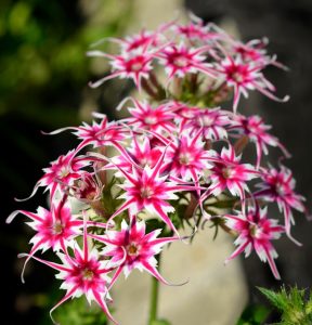 Флокс Метельчатый Путь купить по цене от 456р. в интернет-магазине «Посадика» с доставкой почтой в в Зеленодольске и по всей России – [изображение №1].