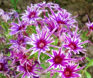 Флокс Звездное Кружево купить по цене от 361р. в интернет-магазине «Посадика» с доставкой почтой в в Зеленодольске и по всей России – [изображение №1].